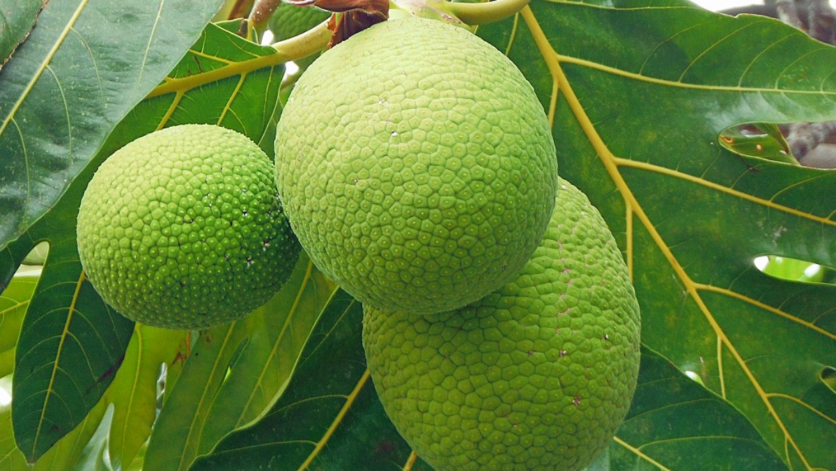 qua-sake-kingfruit-cover