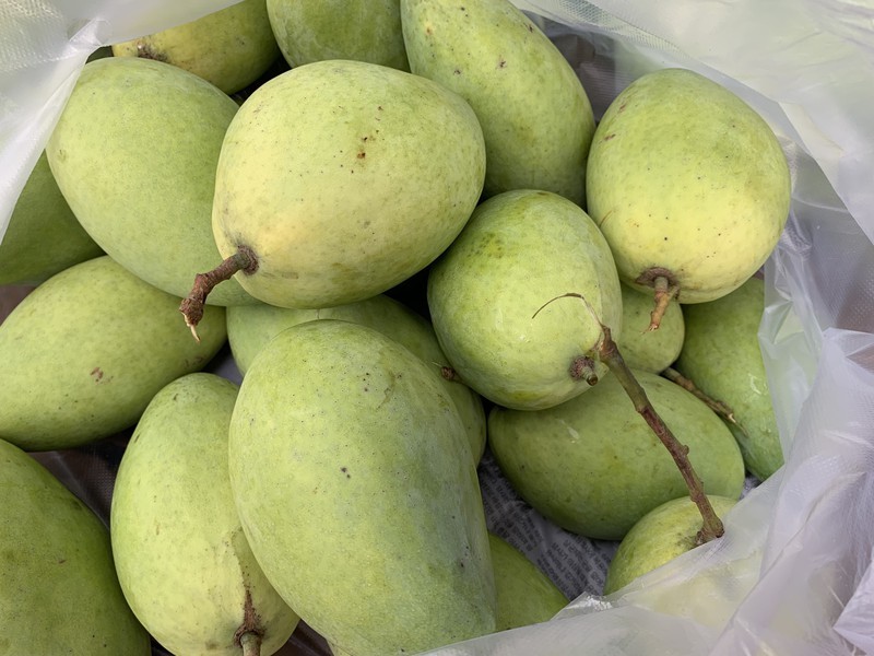 xoai-cat-hoa-loc-kingfruit1